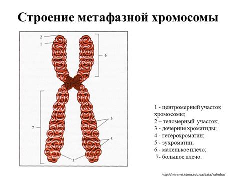 Роль выстраивания хромосом в генетике и эволюции