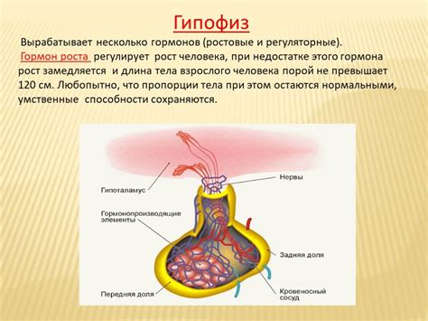 Роль гормонов в возникновении токсикоза