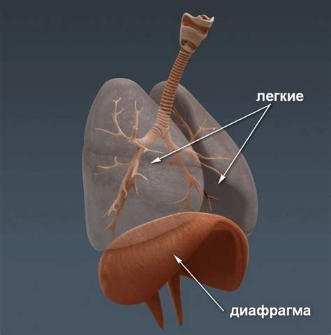 Роль диафрагмы в выдохе