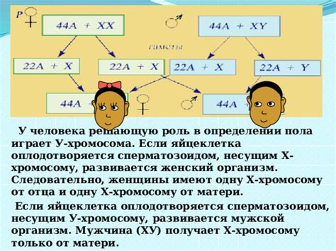 Роль женщины в определении пола