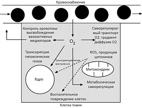 Роль кислорода в процессе окисления