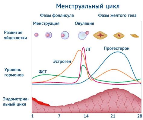 Роль кровотечения в определении времени овуляции