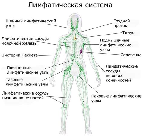 Роль лимфоузлов в организме