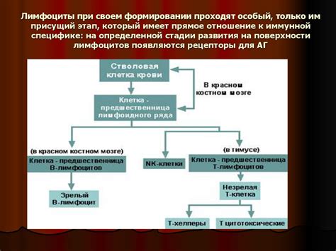 Роль лимфоцитов в иммунной системе