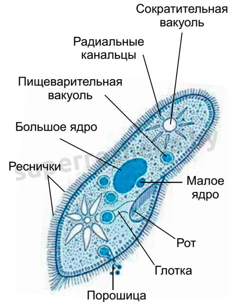 Роль мембраны у инфузории туфельки