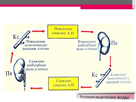 Роль молока в поддержании здоровья почек