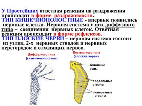 Роль нервной системы в чувстве щекотки