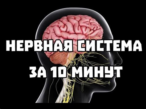 Роль питания в функционировании нервной системы