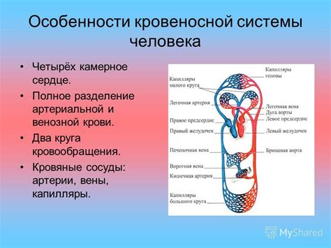 Роль плаценты в формировании кровеносной системы