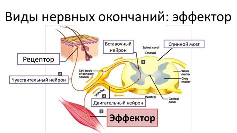 Роль рецепторов в ощущении запахов