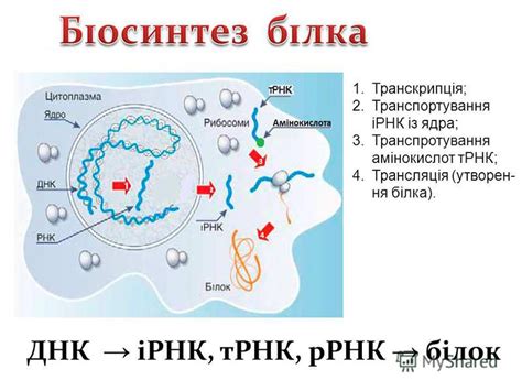 Роль рибосом у бактерий: важные факты