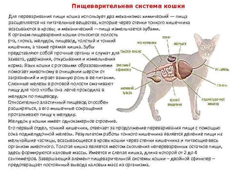 Роль селезенки у кота