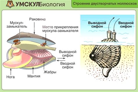 Роль устья у двустворчатых моллюсков в процессах обмена веществ