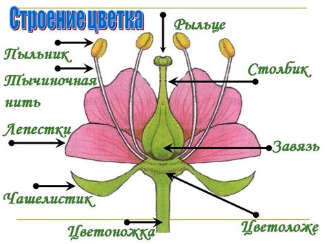 Роль цветка в процессе опыления