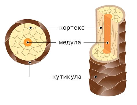 Роль энергетической циркуляции в стрижке волос