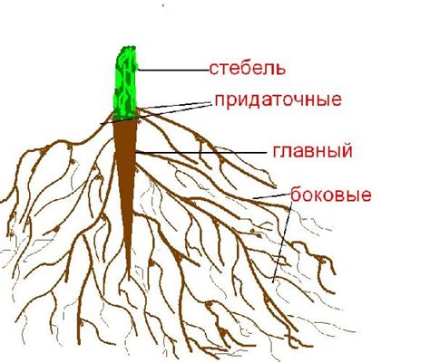 Рост корневой системы