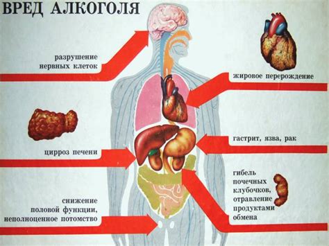 Сало и его влияние на организм