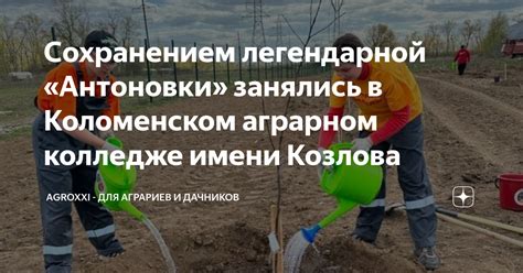 Сбор и хранение антоновки в Ленинградской области