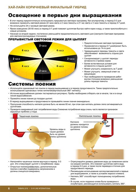 Световая политика: выбираем оптимальный режим для кур