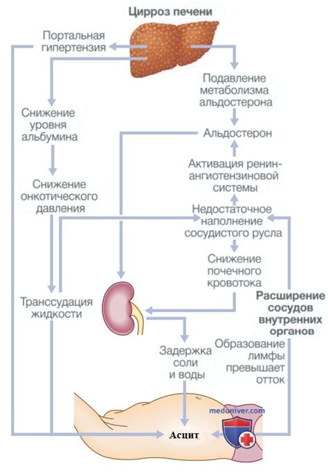 Свободная жидкость: когда она появляется в организме?