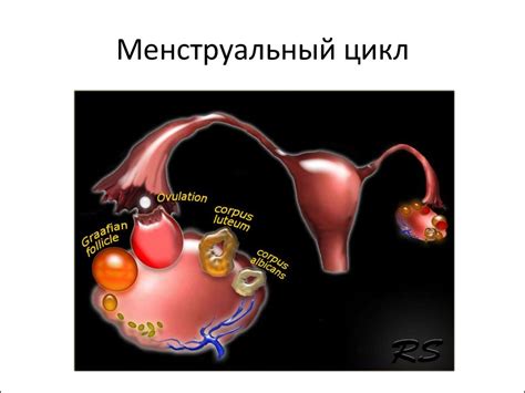 Связь гистероскопии с менструальным циклом