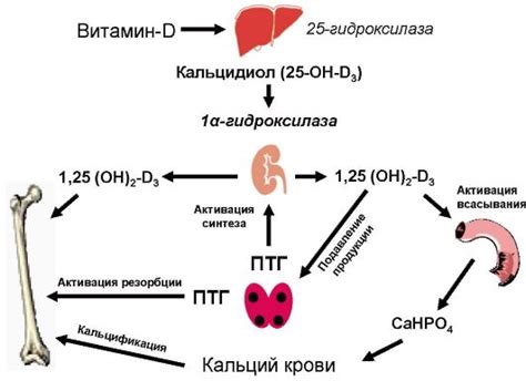 Связь между магнием и кальцием в организме