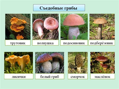 Сезонность и условия для появления грибов