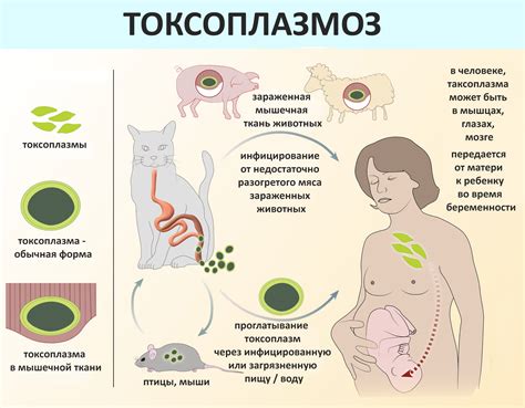 Симптомы токсоплазмоза у человека