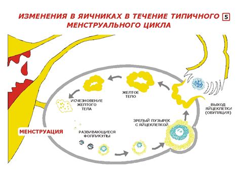 Симптом №4: гормональные изменения в организме