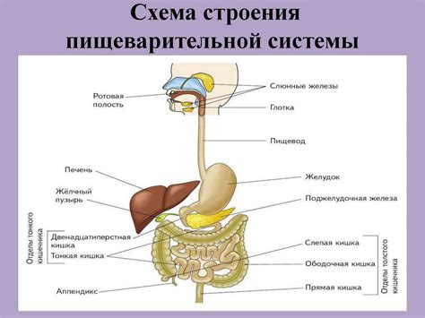 Система пищеварительного тракта ребенка