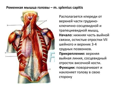 Слабые мышцы шеи и спины