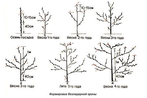 Следующие шаги при высадке колоновидной яблони в Подмосковье весной