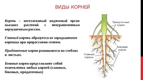 Сложности при разделении корня на корень