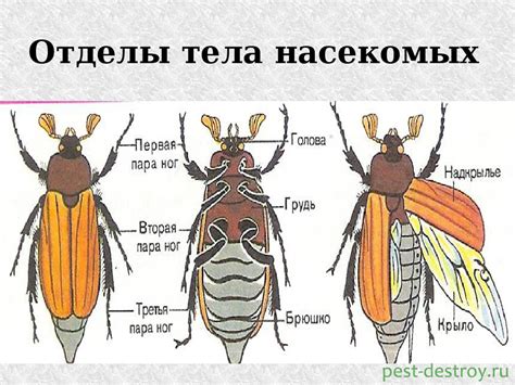 Смена образа жизни у насекомых