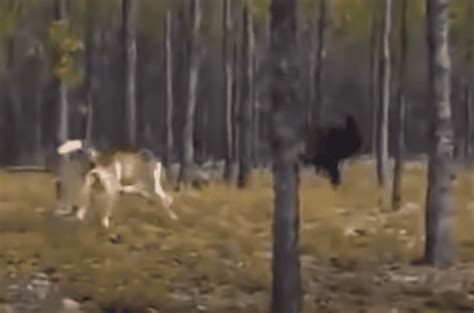 Собаки на показе и в спорте