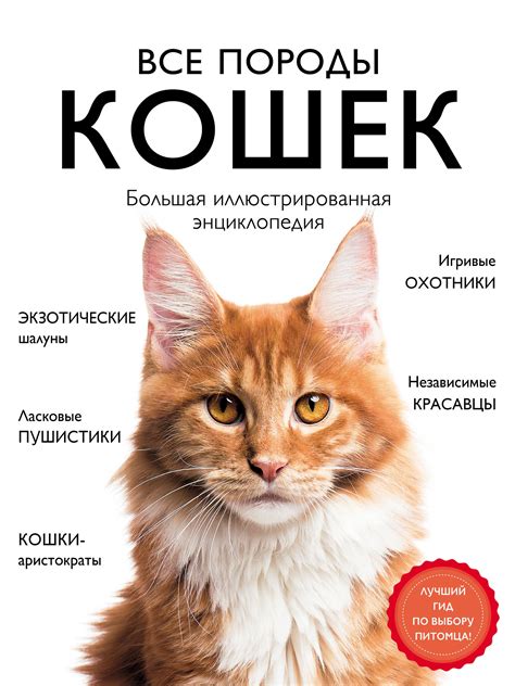 Советы и рекомендации по уходу за носом у кошек