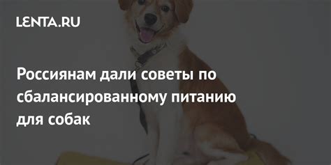 Советы от специалистов по питанию собак: солить или не солить?