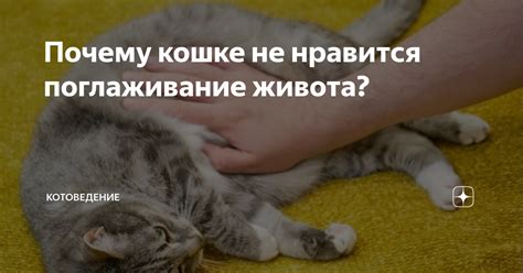 Советы по глажению живота кошке