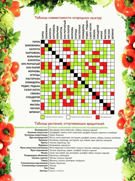 Совместимость растений в садоводстве: особенности садимости лука и свеклы друг рядом