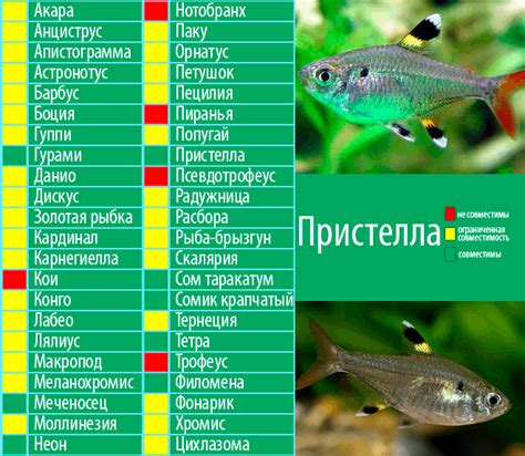 Совместимость рыбок в одном пространстве