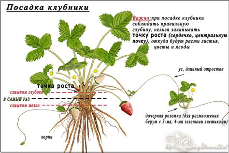 Совмещение посадки клубники и лука