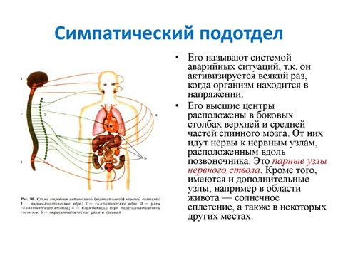 Составные элементы нервной системы лягушек и их функции