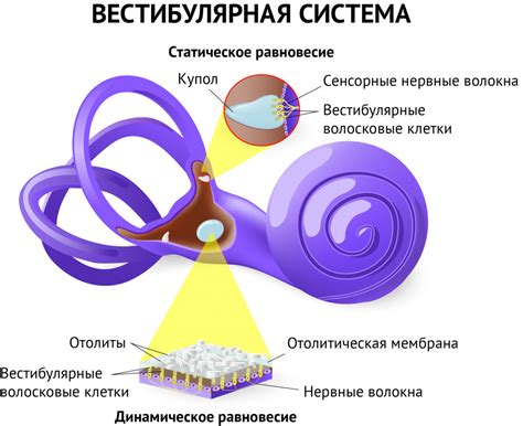 Сосудистые сужения и расширения, вызывающие головокружение: причины и исследование