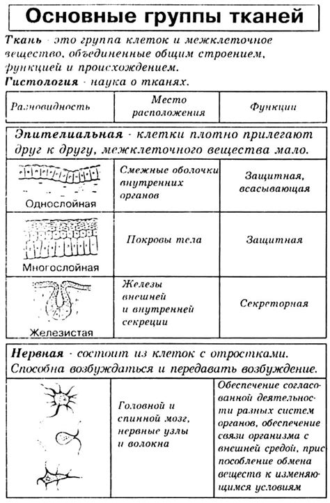 Специализированные ткани и их роль