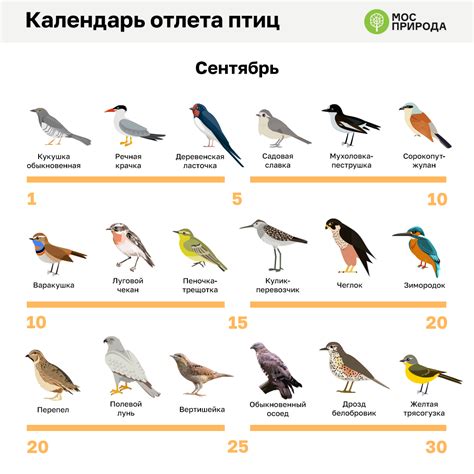 Спешащие к южным границам: птицы улетают преждевременно