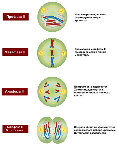 Спирализация хромосом в мейозе: когда происходит?