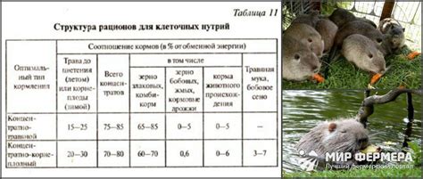 Способы кормления нутрий красной свеклой