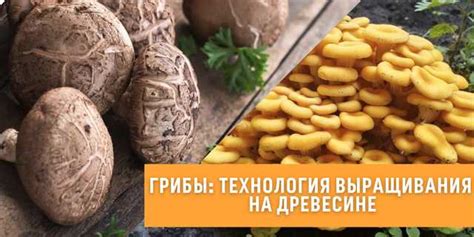 Способы распространения мицелия