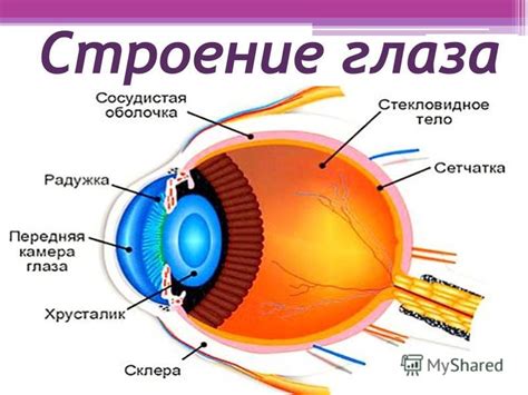 Способы улучшения зрения