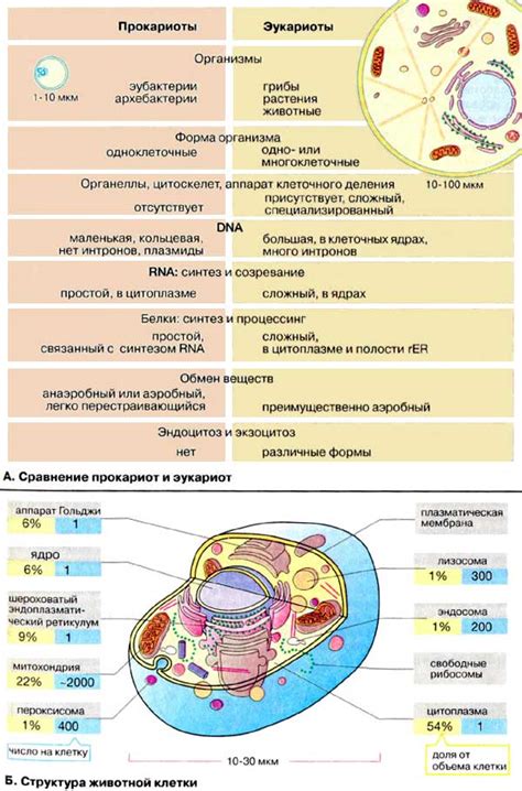 Сравнение аппарата Гольджи у эукариот и прокариот